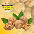 CHILEAN WALNUT – WHOLESALE NATURAL, HIGH-QUALITY SERR & CHANDLER WALNUT VARIETIES
